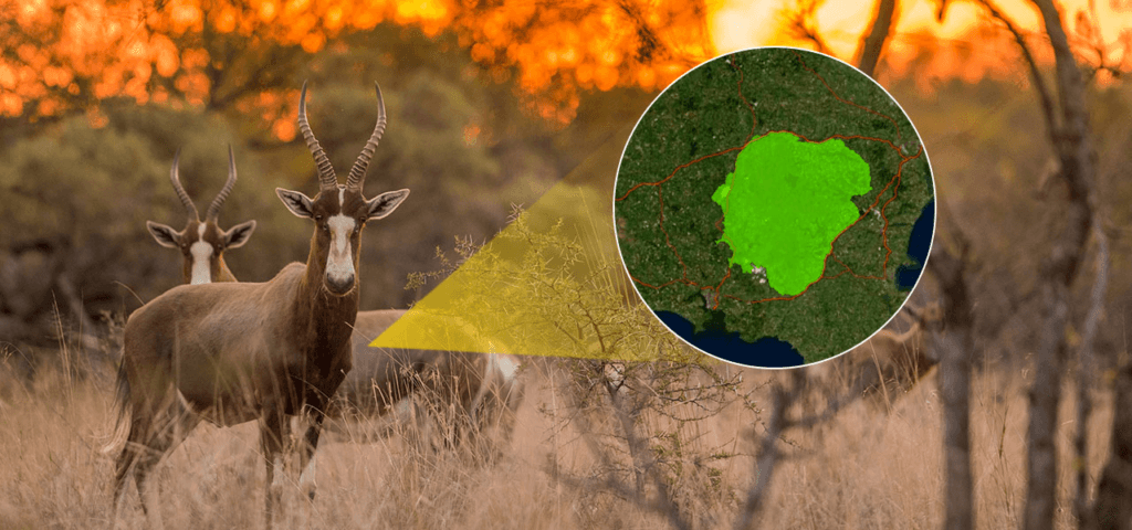 Fotografia de dois antílopes em um ambiente de savana, com o pôr do sol ao fundo. Sobreposta à imagem, há uma ilustração mostrando uma lupa digital destacando uma área protegida em um mapa de satélite, marcada em verde. O destaque visual sugere uma conexão entre o monitoramento de biodiversidade e a análise geoespacial do habitat desses animais.