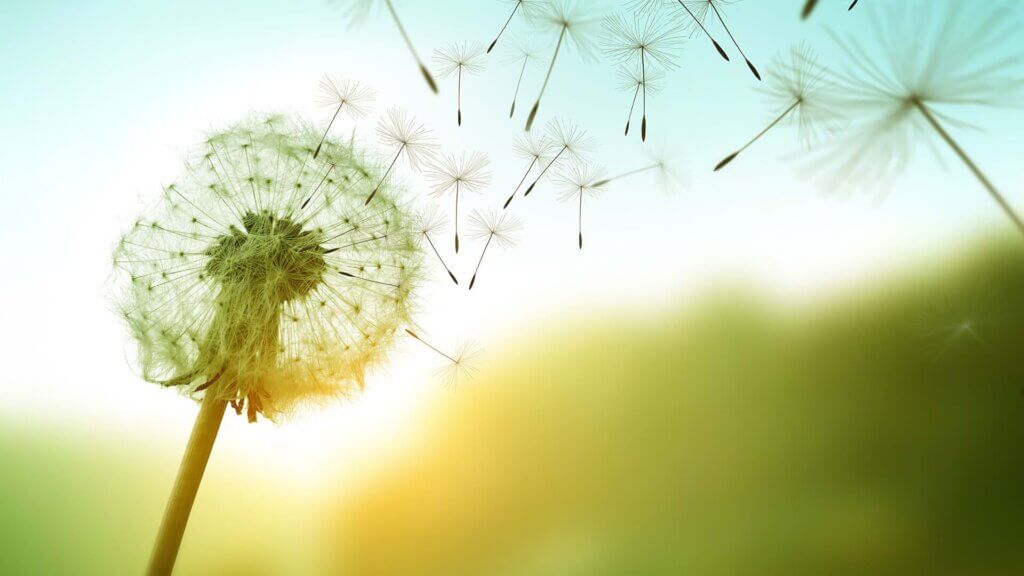 Dente-de-leão em close-up com sementes sendo levadas pelo vento contra um fundo desfocado de céu azul e tons dourados ao pôr do sol, representando liberdade e renovação na natureza.