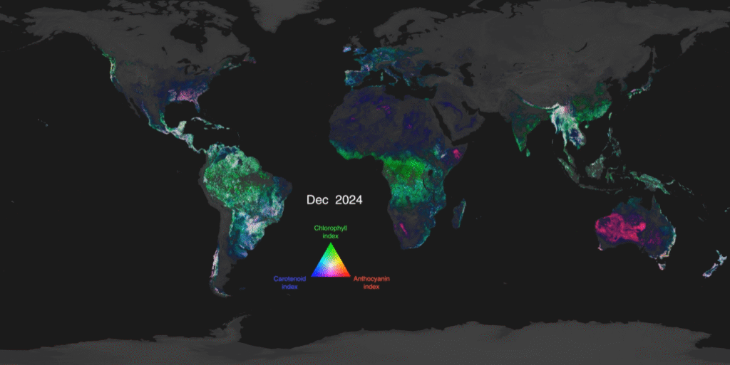 Mapa mundial com índices de clorofila, carotenoides e antocianinas captados pelo satélite PACE em dezembro de 2024. O Brasil se destaca pela Amazônia verdejante e pela variação de pigmentos no Cerrado e no Sul agrícola.