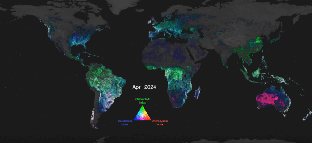 Mapa global mostrando a distribuição de pigmentos da vegetação em abril de 2024. Tons verdes indicam clorofila, azul mostra carotenoides e vermelho indica antocianinas. No Brasil, a Amazônia aparece em verde intenso, enquanto áreas do Cerrado e Sul exibem mistura de pigmentos.